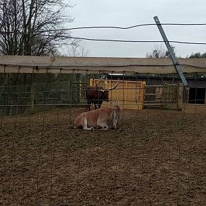 Ankole cattle and eland