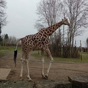 Rothschild's giraffe