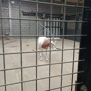 Scimitar-horned oryx