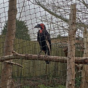 Southern ground hornbill