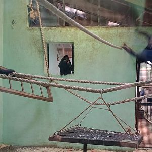 Spider monkey indoor quarters