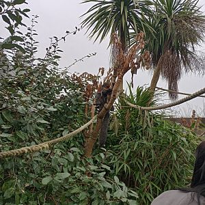 White-faced saki monkey (F)
