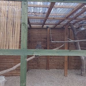 Mackinder's Eagle Owl