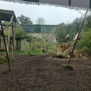 Asiatic lion panaroma
