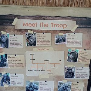 Gorilla family tree