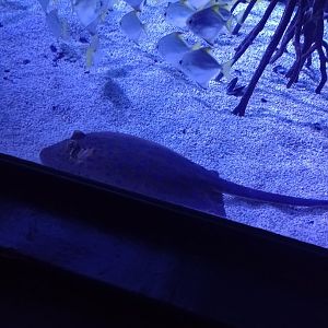 Blue-spotted stingray