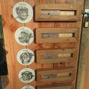 01 2025 - New chimp enclosure seen / not seen switch