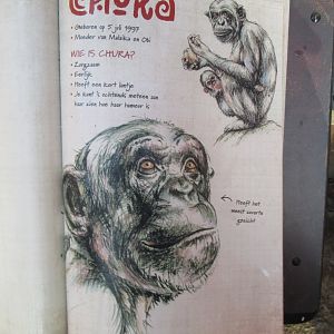 01 2025 - New chimp enclosure Chimp Face Book