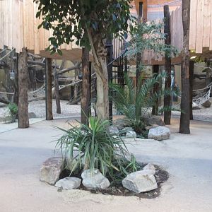 01 2025 - New chimp enclosure visitor area inside enclosure