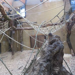 01 2025 - New chimp enclosure part of indoor habitat