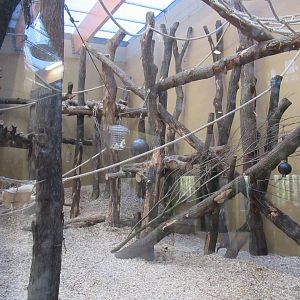 01 2025 - New chimp enclosure part of inside habitat