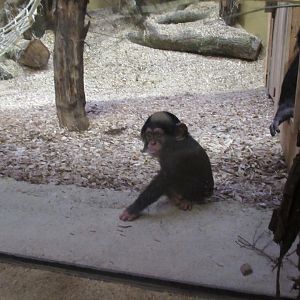 01 2025 - New chimp enclosure up close with Madu or Obi