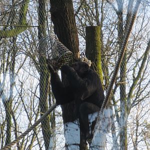 01 2025 - New chimp enclosure, young adult male Wingu using an outside feeder