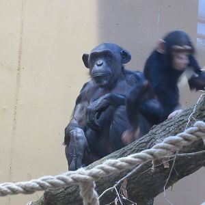 01 2025 - New chimp enclosure, adult female Chura and her young Obi zooming off