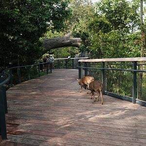 Rainforest Wild Asia - Forest Floor
