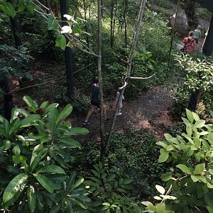 Rainforest Wild Asia - Forest Floor Trek