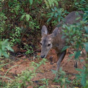 Rainforest Wild Asia - Hog Deer