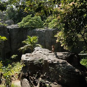 Rainforest Wild Asia - Red Dhole (Flexi) Exhibit