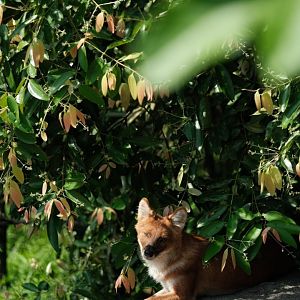 Rainforest Wild Asia - Red Dhole