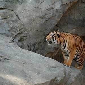 Rainforest Wild Asia - Malayan Tiger