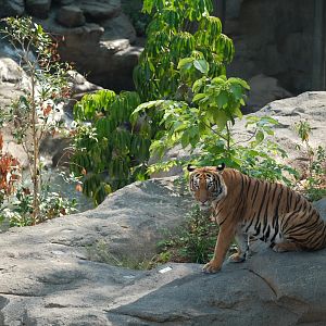 Rainforest Wild Asia - Malayan Tiger