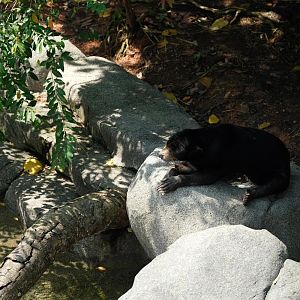 Rainforest Wild Asia - Sun Bear