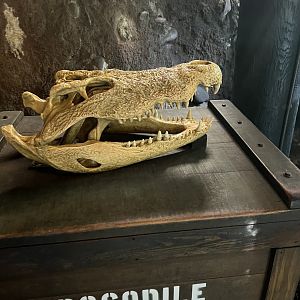 Nile Crocodile Skull Model