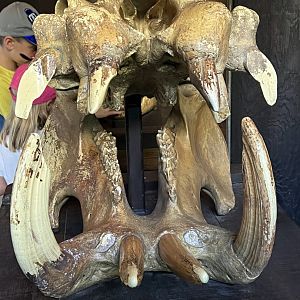 Hippopotamus Skull Model