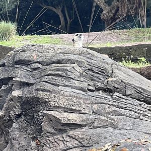 Meerkat, with Grevy’s Zebra Exhibit in the background