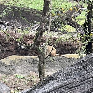 Meerkat