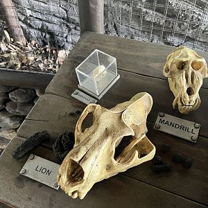 Lion, Mandrill, and Meerkat Skull Models