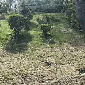 Western Lowland Gorilla Exhibit 1