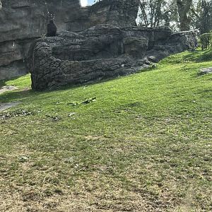 Western Lowland Gorilla