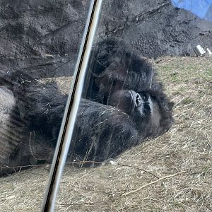 Western Lowland Gorilla
