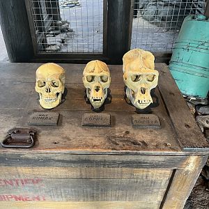 Gorilla and Human Skull Models