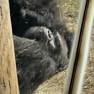 Western Lowland Gorilla