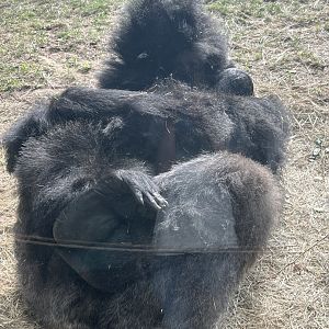 Western Lowland Gorillas