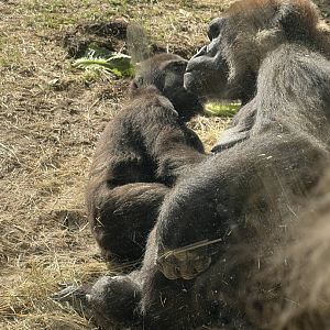 Western Lowland Gorillas