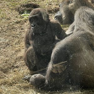 Western Lowland Gorillas