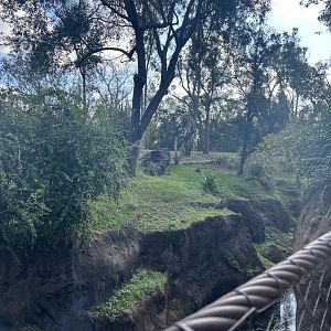 Western Lowland Gorilla Exhibit 2