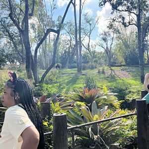 Western Lowland Gorilla Exhibit 2