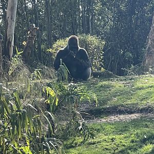 Western Lowland Gorilla