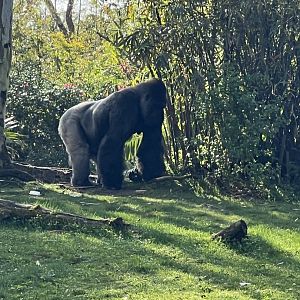 Western Lowland Gorilla