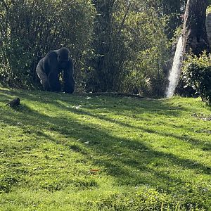 Western Lowland Gorilla