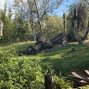 Western Lowland Gorilla Exhibit 2