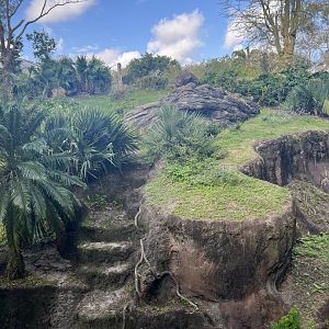 Western Lowland Gorilla Exhibit 1
