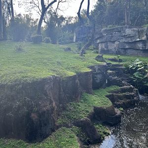Western Lowland Gorilla Exhibit 2