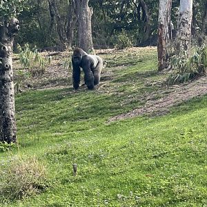 Western Lowland Gorilla