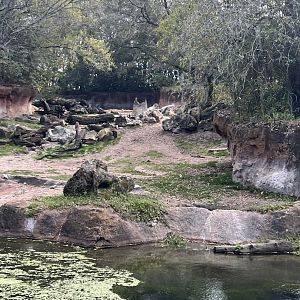 Black Rhinoceros Exhibit
