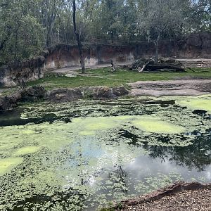 Black Rhinoceros Exhibit